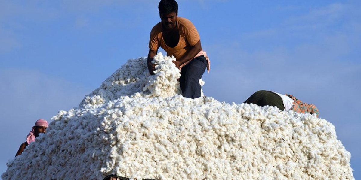 CITI-TEXPROCIL-SIMA-HAIL-THE-INITIATIVES-OF-UNION-TEXTILES-AGRICULTURE-MINISTERS-FOR-HOLISTIC-GROWTH-OF-COTTON-5.8 million ton and no accounting for accounting for export.</p>
<p>USA and Brazil will be the other two major cotton producers globally and can cut down any serious export efforts for India’s cotton. The global story is different for this season as we have two of the largest economies i.e. China and Bangladesh in turmoil and distress. Even our yarn exports are around 50% of the regular yarn export.</p>
<p>With the pandemic still raging in global pockets, the ongoing war in Europe, geopolitical tensions, the US-China stand off, all leading to stress and uncertainties in the international supply chains affecting global inflation and trade. Hence, there are clouds of uncertainties in the global market before the new Indian cotton arrives by October 2022.</p>
<p><a href=